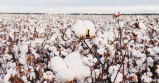 Cotton price on the rise in local and Intl markets 